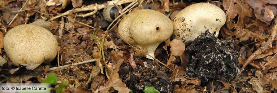 Scleroderma verrucosum
